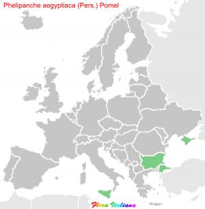 Phelipanche aegyptiaca (Pers.) Pomel